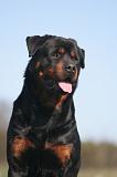 ROTTWEILER 629